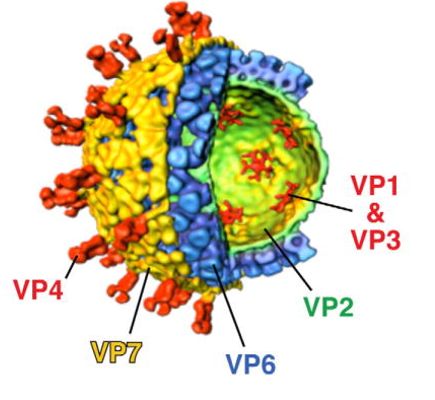 Rotavirus | MyP 2020