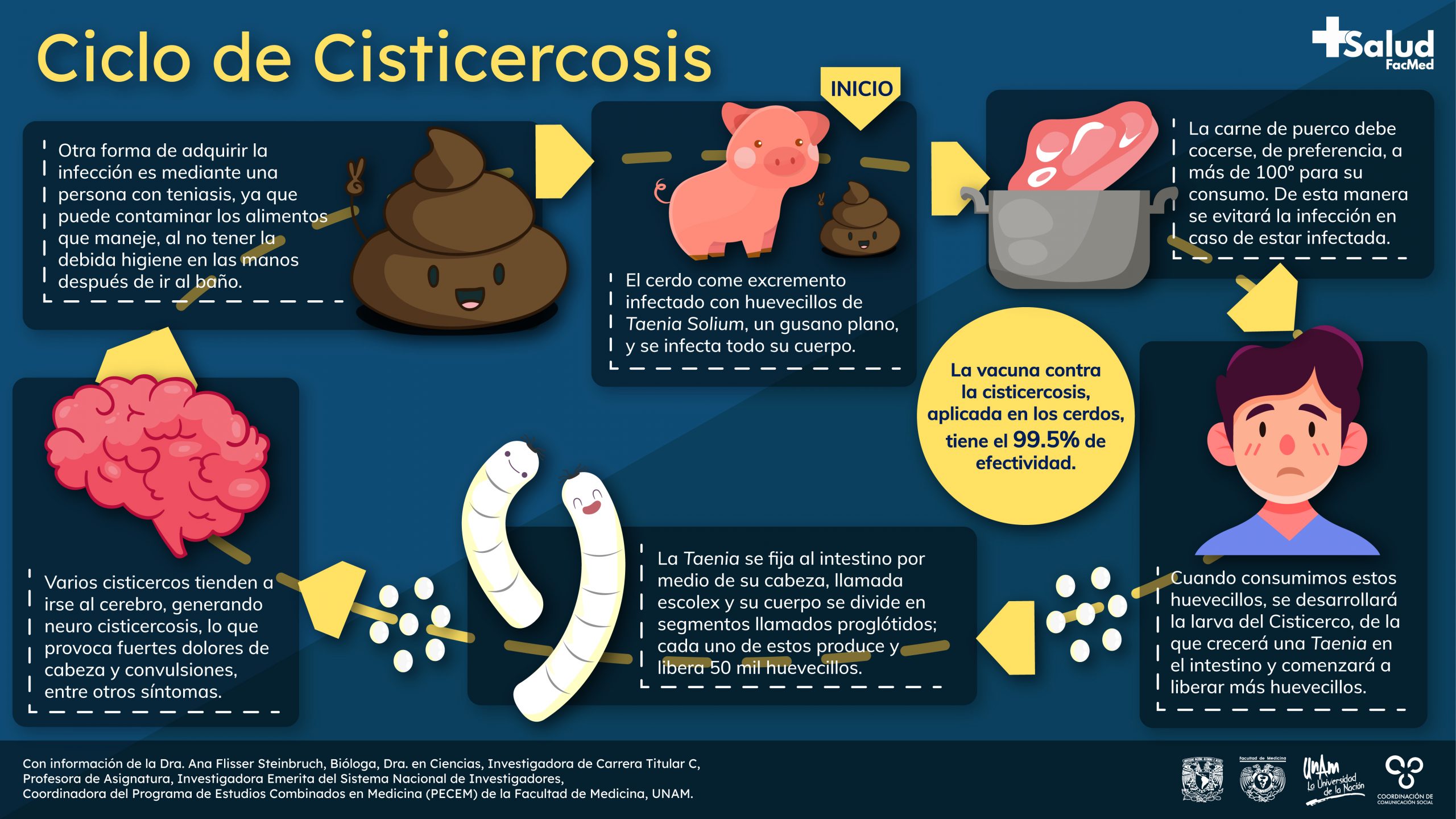 cisticerco de la tenia solium